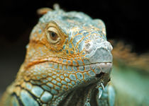 Green Iguana von Keld Bach