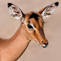 Impala Portrait von Keld Bach