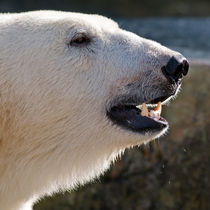 Polar Bear Portrait von Keld Bach