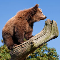 Climbing by Keld Bach