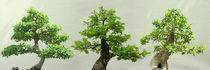 Bonsai  by pahit