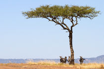 Steppenzebras (Equus quagga) von Ralph Patzel