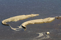 Krokodile im Wasser by Ralph Patzel