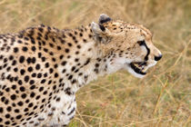 Gepard (Acinonyx jubatus) von Ralph Patzel