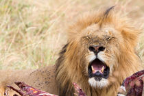 Löwe (Panthera leo) von Ralph Patzel