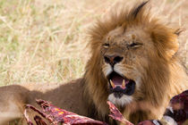 Löwe (Panthera leo) von Ralph Patzel