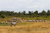 Zebra unter Störchen von Ralph Patzel