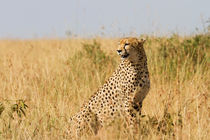 Gepard (Acinonyx jubatus) by Ralph Patzel