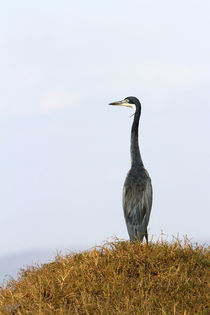 Schwarzhalsreiher (Ardea melanocephala) by Ralph Patzel