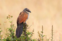 Afrikanischer Kuckuck (Centropus superciliosus) by Ralph Patzel