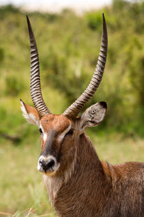 Wasserbock (Kobus ellipsiprymnus) by Ralph Patzel