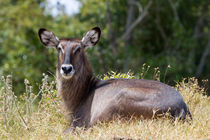 Wasserbock (Kobus ellipsiprymnus) by Ralph Patzel