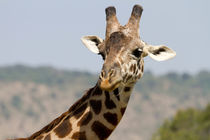 Giraffe (Giraffa camelopardalis) by Ralph Patzel