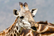 Giraffe (Giraffa camelopardalis) by Ralph Patzel