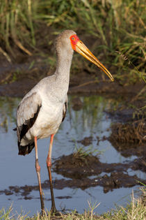 Nimmersatt (Mycteria ibis) von Ralph Patzel