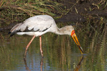 Nimmersatt (Mycteria ibis) von Ralph Patzel