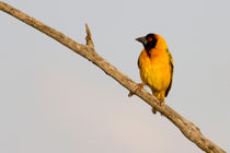 Webervogel (Ploceus melanocephalus) von Ralph Patzel