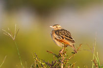 Rufous-naped Lark (Mirafra africana) von Ralph Patzel