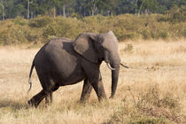 Afrikanischer Elefant (Loxodonta africana) by Ralph Patzel