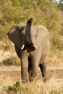 Afrikanischer Elefant (Loxodonta africana) von Ralph Patzel