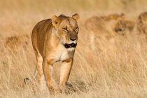 Löwe (Panthera leo) von Ralph Patzel