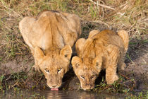 Löwen (Panthera leo) von Ralph Patzel