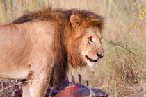 Löwe (Panthera leo) am Riss by Ralph Patzel