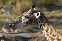 Giraffe (Giraffa camelopardalis) by Ralph Patzel