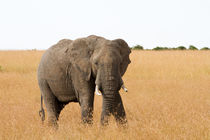 Afrikanischer Elefant (Loxodonta africana) by Ralph Patzel