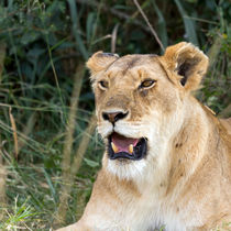 Löwe (Panthera leo) von Ralph Patzel