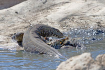 Nilwaran (Varanus niloticus) by Ralph Patzel