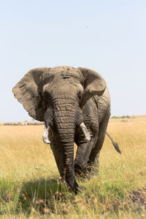 Afrikanischer Elefant (Loxodonta africana) by Ralph Patzel