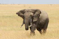 Afrikanischer Elefant (Loxodonta africana) by Ralph Patzel