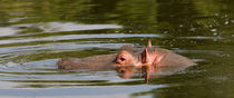Flusspferd (Hippopotamus amphibius) von Ralph Patzel
