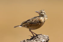 Rufous-naped Lark (Mirafra africana) von Ralph Patzel