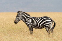 Steppenzebra (Equus quagga) by Ralph Patzel