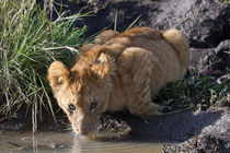 Löwe (Panthera leo) von Ralph Patzel