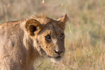 Löwe (Panthera leo) von Ralph Patzel