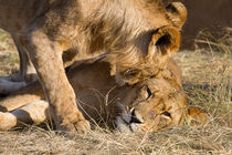 Löwen (Panthera leo) von Ralph Patzel