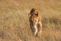 Löwe (Panthera leo) von Ralph Patzel