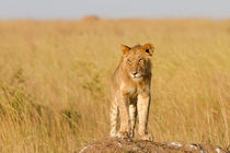 Löwe (Panthera leo) by Ralph Patzel