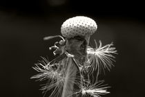 Pusteblume - Dandelion by ropo13