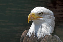 Weißkopfseeadler (Haliaeetus leucocephalus) von Ralph Patzel