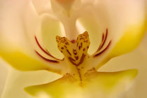 Orchidee von Klaus Dolle