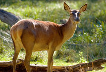 Red Deer Hind von Keld Bach