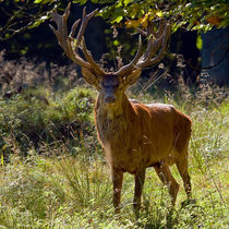 Red Deer Stag von Keld Bach