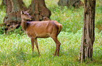 Is He Following Me? by Keld Bach