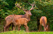 Tending to His Flock by Keld Bach