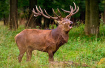 Rutting Season by Keld Bach