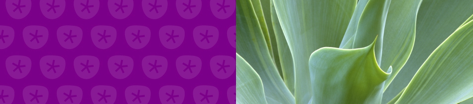 Banner_agave